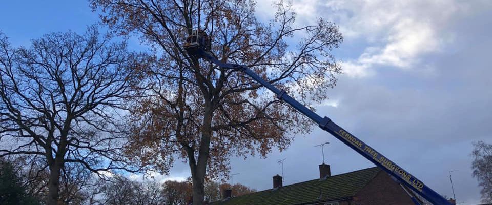 Removing Tree